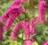 Sanguisorba Hakusanensis